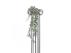 Holandský divoký břečťan trs velký, 100 cm Holandský divoký břečťan trs velký, 100 cm