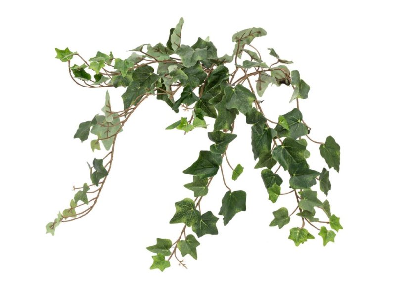 FIRESILX Břečťan trs, 60 cm