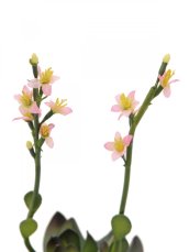 Skalní růže světle růžová, 32 cm