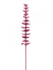 Eukalyptus červený - křišťálový, 81 cm, 12 ks