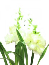 EUROPALMS Sada arum, 3 větve s LED bílé 85cm