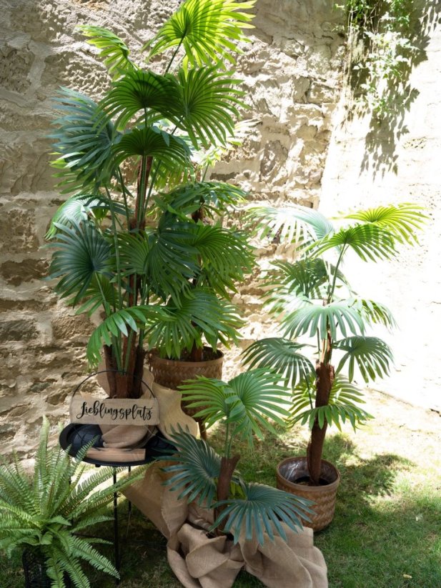 Vějířová palma, 130 cm