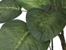 Pothos stromek, 175cm