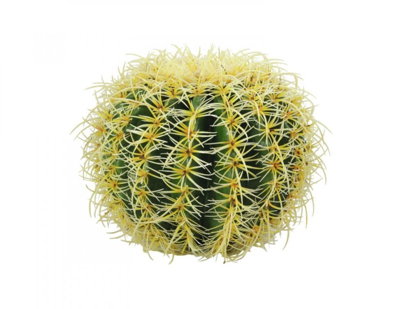 Kulatý zlatý kaktus, 27 cm