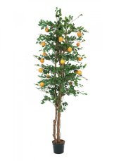 Pomerančovník, 240 cm - použito (82507828)