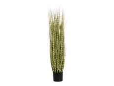 FIRESILX Ozdobnice čínská, 120 cm