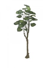 Pothos stromek, 150cm