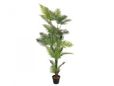 Palma Areca, 180 cm Palma Areca, 180 cm