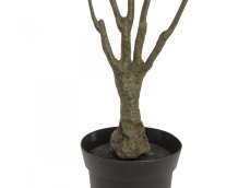 Dracena zeleno-červená, 90 cm