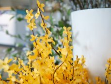 Větvička zlatice (Forsythia), výška 60 cm