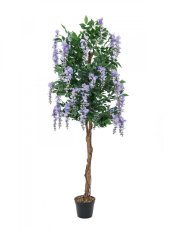 Vistárie fialová, 180 cm