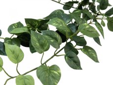 Pothos trs střední, 70 cm Pothos trs střední, 70 cm