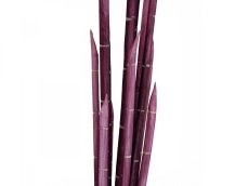 Magické stonky cibule růžové, 134 cm
