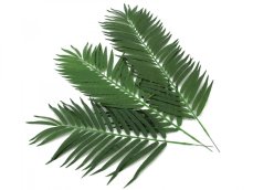 Kokosový palmový list krátký, 80 cm, 12 ks Kokosový palmový list krátký, 80 cm, 12 ks