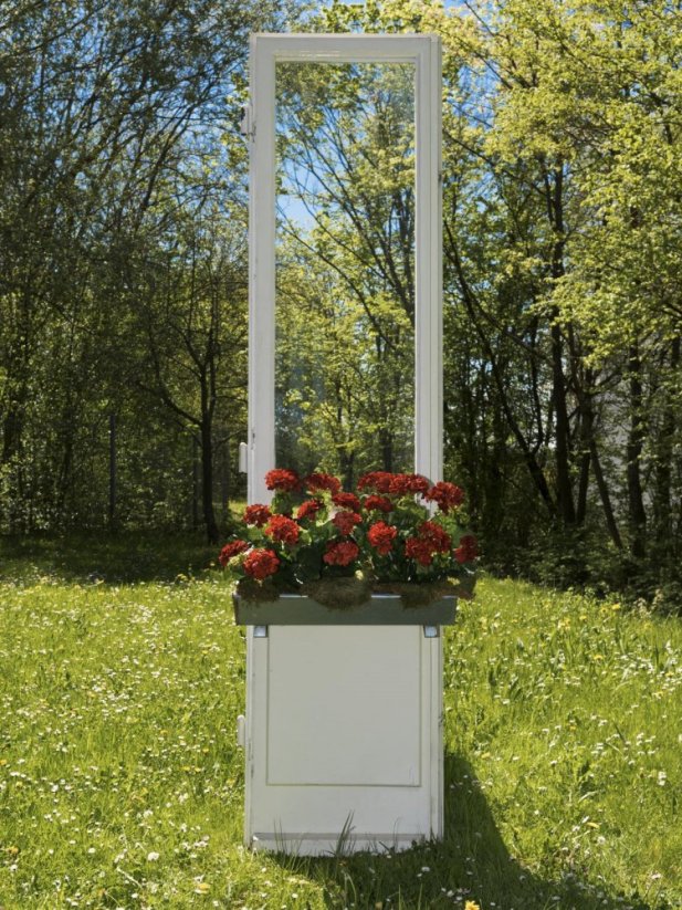 Červená Pelargonie, 42 cm