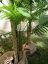 Palma Areca, 3 kmeny, 150 cm