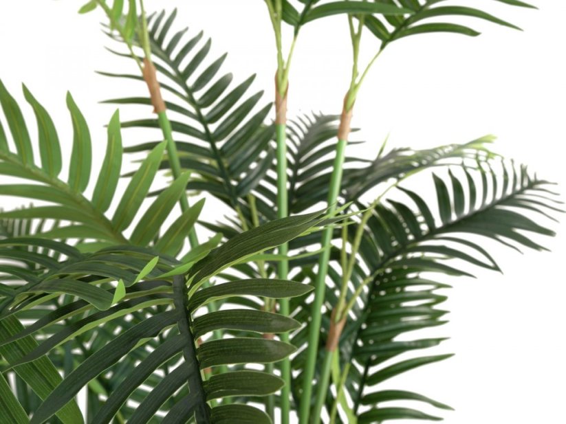Palma Areca, 180 cm