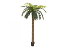 Phoenix palma deluxe, 250 cm