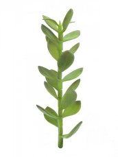 Penízovka-výhonek, 30cm Penízovka-výhonek, 30cm