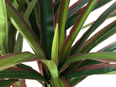 Dracena zeleno-červená, 120 cm