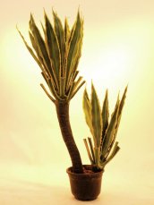 Orchidej kaktus, 160 cm