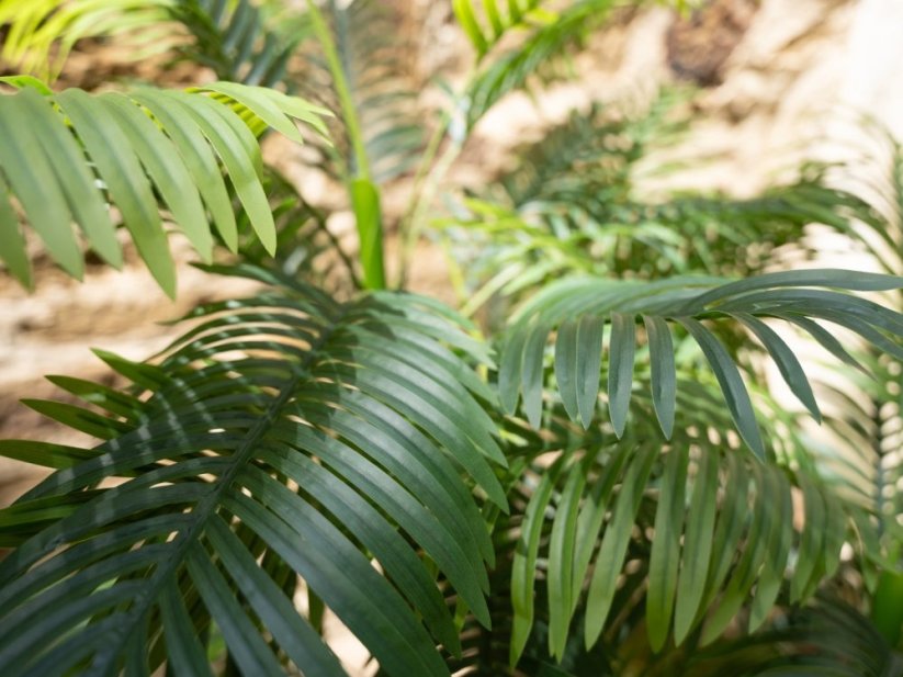 Palma Areca, 3 kmeny, 150 cm