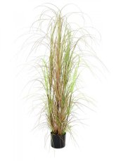 Trs okrasné trávy v květináči, 150 cm