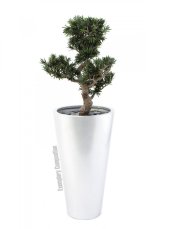 Bonsai, 80cm