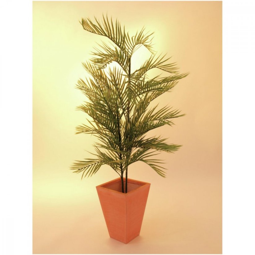 Kentia palma, 150 cm - rozbaleno (82609505)