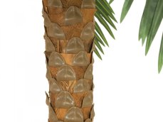 Phoenix palma deluxe, 300 cm