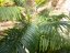 Palma Areca, 3 kmeny, 150 cm