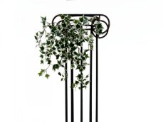 Holandský divoký břečťan trs malý, 60 cm Holandský divoký břečťan trs malý, 60 cm