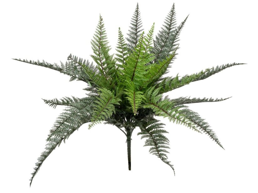 FIRESILX Bostonská kapradina trs, 50 cm