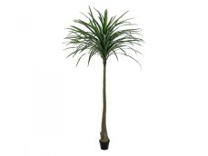 Dracena zelená, 220 cm
