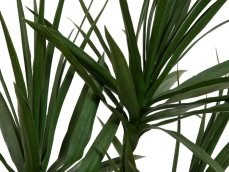 Dracena zelená, 170cm
