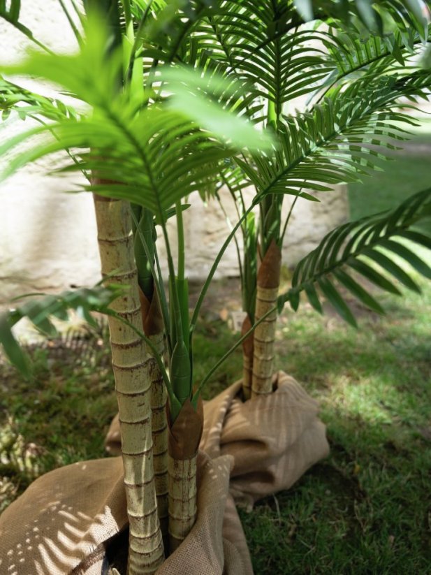 Palma Areca, 3 kmeny, 150 cm
