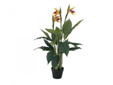 Europalms Rajský květ, 90cm
