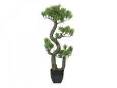 Bonsai borovice, 70 cm - poškozeno (82600117)