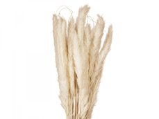 JOLIPA Pampas tráva, svazek stonků, sušené, 75cm JOLIPA Pampas tráva, svazek stonků, sušené, 75cm