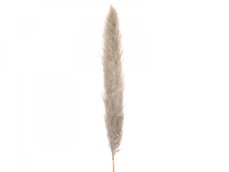 JOLIPA Pampas tráva, sušený klas, natural, 137cm JOLIPA Pampas tráva, sušený klas, natural, 137cm