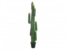 Mexický kaktus zelený, 173 cm
