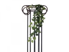 Pothos trs střední, 70 cm Pothos trs střední, 70 cm