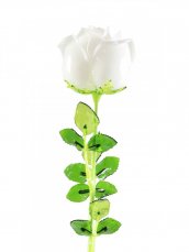 Růže bílá, křišťálová 81cm, 12ks