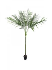 Areca palma s velkými listy, 180 cm