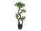 Bonsai borovice, 70 cm - poškozeno (82600117)