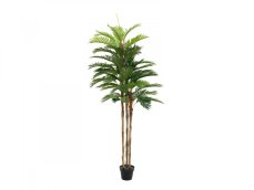 Kentia palma, 180cm Kentia palma, 180cm