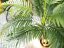 Palma Areca, 3 kmeny, 150 cm