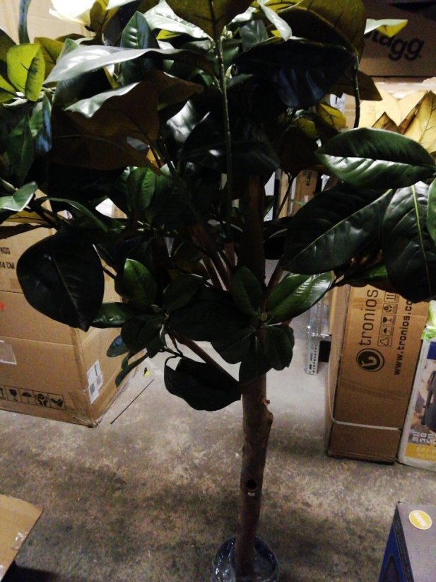 Magnólie, 150 cm - poškozeno (82507255)