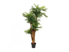 Palma Areca, 170cm