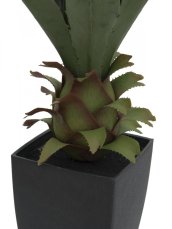 Agave kaktus s květináčem, 75 cm Agave kaktus s květináčem, 75 cm